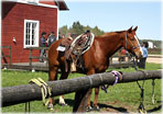 Gotland - hstarnas land