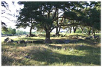Avair Strabain