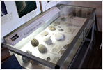 Fossilmuseum
Ett litet fossilmuseum på Strandridaregården i Ljugarn