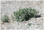 Martorn - Eryngium maritimum