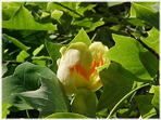 De blommande trädens glada tankar