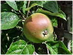Godaste äpple - Gotland smakar gott