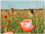 Odlas blomster på Gotland