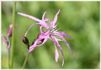 Gökblomster