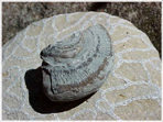 Fr man plocka fossil