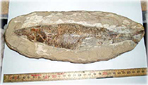 Vad är det för fossil