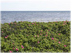 Rosa canina
