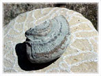 Gastropod