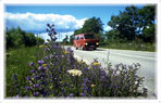 Gotlands blommande vägkanter