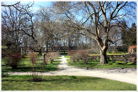 Botaniska Trädgården