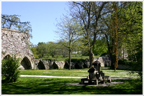 Gotland, Lbeckerbräschen - foto: Bernt Enderborg