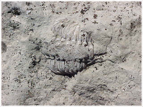 Fossil