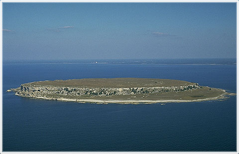 Lilla Karlsö - foto: Björn Pettersson