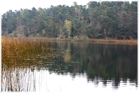 Gotland, Hageby träsk - foto: Bernt Enderborg