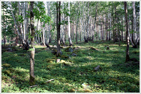 Gotland, Broa gravfält - foto: Bernt Enderborg