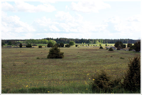 Domarlunden i Lärbro på Gotland