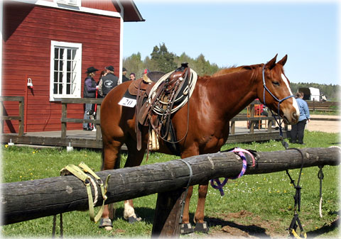 Gotland - hästarnas land