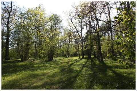 Gotland, Mangsarve änge - foto: Bernt Enderborg