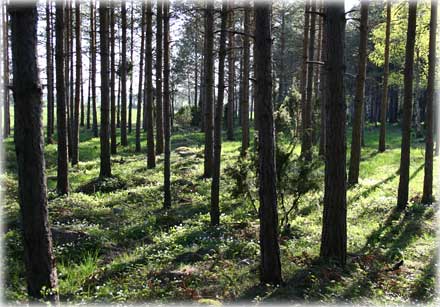 Gotland är en sinnesstämning - foto: Bernt Enderborg
