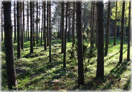 Gotland är en sinnesstämning - foto: Bernt Enderborg