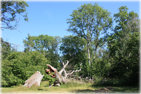 Gotland, Kräklingbo änge - foto: Bernt Enderborg