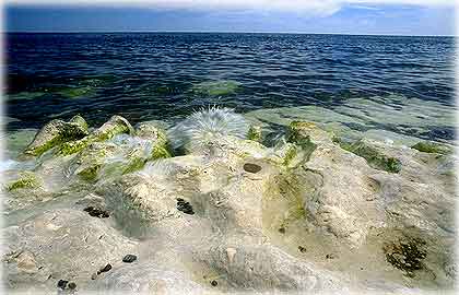 Gotland, Var kommer de ifrån? - foto: Björn Pettersson