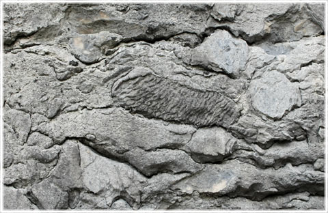 Fossil