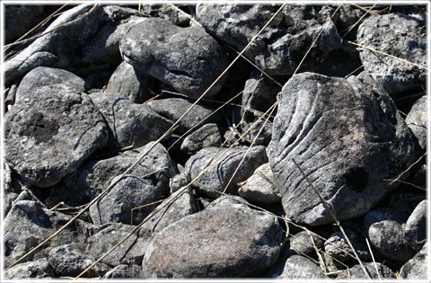 Gotland, Fossilernas ö - foto: Bernt Enderborg