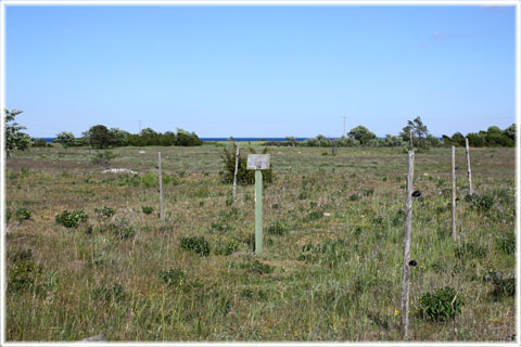 Gotland, Båtsman Lindgrens grav - foto: Bernt Enderborg