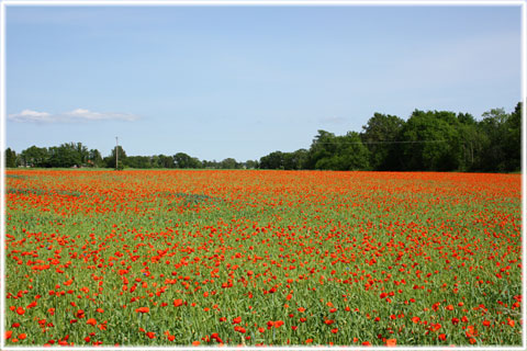 Vykort Gotland