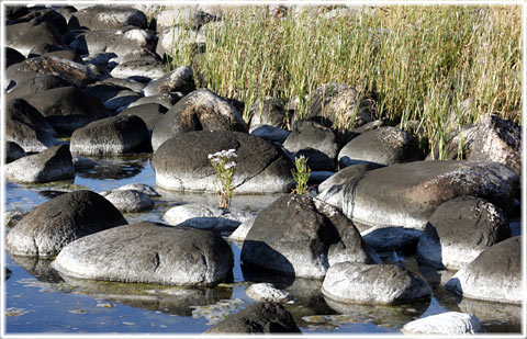 Gotland, Strandaster - foto: Bernt Enderborg