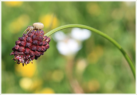 Gotland, Blodtopp - foto: Bernt Enderborg