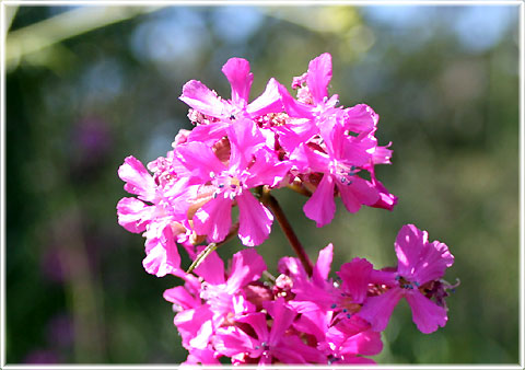 Gotland, Tjärblomster - foto: Bernt Enderborg