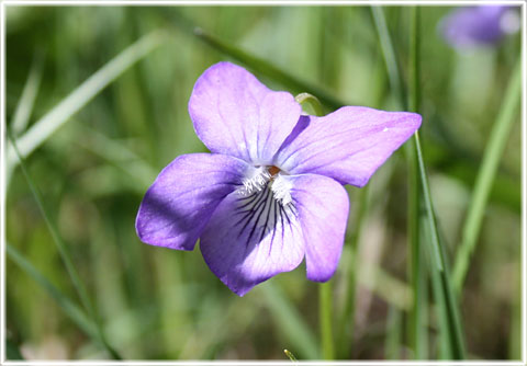 Gotland, Dvärgviol - foto: Bernt Enderborg