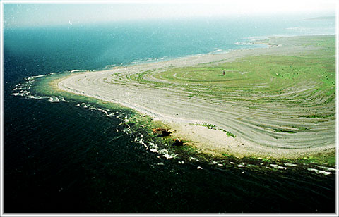 Gotland, Norsholmen fågelskyddsområde - foto: Björn Pettersson