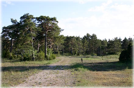 Gotland, Ölbäcks - foto: Bernt Enderborg