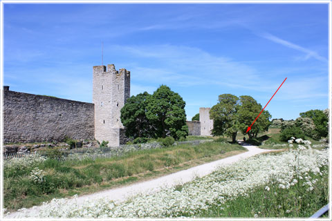 Ringmurens storlek - foto: Bernt Enderborg