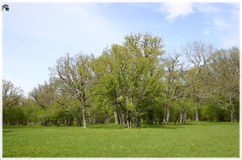 Gotland, Hammarsänget - foto: Bernt Enderborg