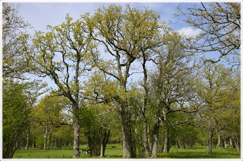 Hammarsnget i Lrbro, ng p Gotland