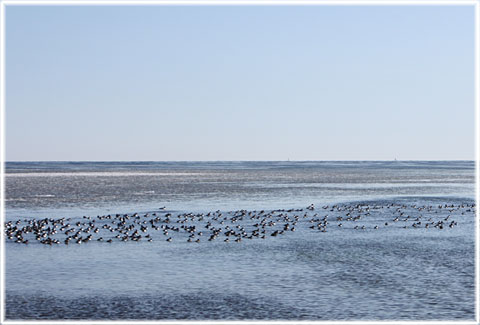 Gotland, Alfågel - foto: Bernt Enderborg