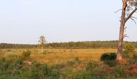 Killingmyr, nyanlagd våtmark
