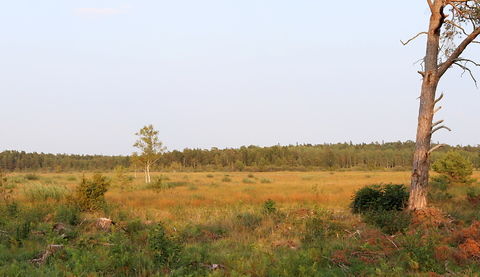 Gotland, Killingmyr, nyanlagd våtmark - foto: Bernt Enderborg