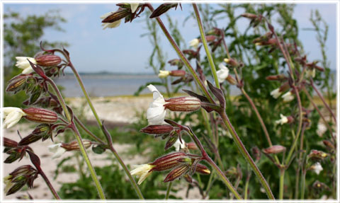 Gotland, Backglim - foto: Bernt Enderborg