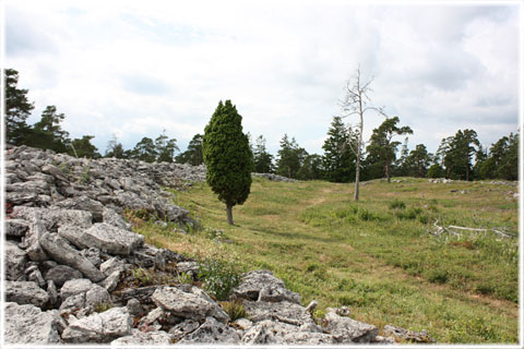 Gotland, Herrgårdsklint - foto: Bernt Enderborg