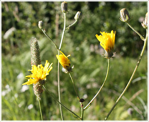 Gotland, Flockfibbla - foto: Bernt Enderborg