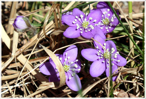 Våren på Gotland - foto: Bernt Enderborg