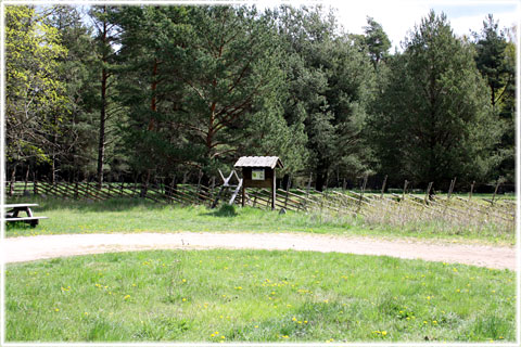 Gotland, Bosarve naturskog - foto: Bernt Enderborg