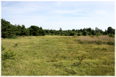 Gotland, Krakvät och Sävvät - foto: Bernt Enderborg