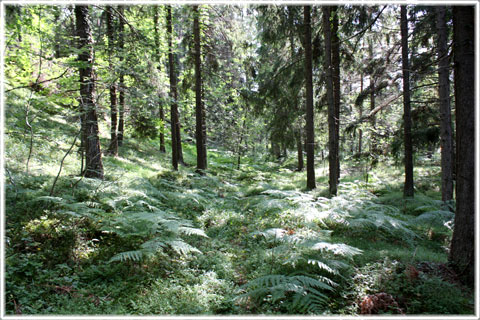 Gotland, Mulde naturreservat - foto: Bernt Enderborg