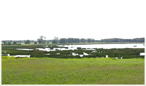 Gotland, Stockviken fågelskyddsområde - foto: Bernt Enderborg